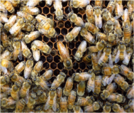 Bee(蜂) Ambitious!~養蜂を利用した「第3のみつ」の商品開発~